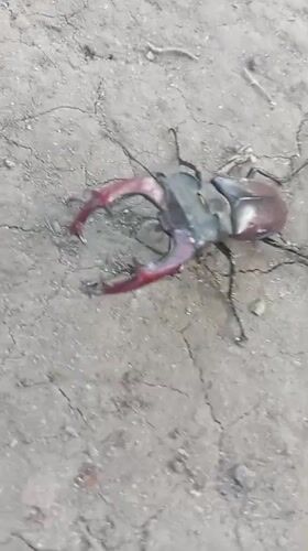 Stag beetle on cracked earth, red mandibles on full display
