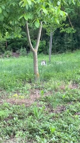 A cat with white and grey tabby markings walks into the frame from behind a tree trunk. The cat is walking through tall green grass and dry brown leaves. The cat is looking at the camera. The cat has a black and white striped tail that is held upright. The cat is walking towards the camera. The cat is in a garden setting with trees and bushes in the background. The sun is shining.