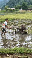 Vietnamese farmers work rice paddies in Mai Chau valley