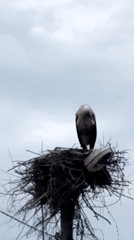 White storks spotted nesting on tall structure