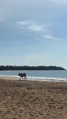 A herd of cattle walks along a sandy beach with gentle waves lapping at the shore. The sky is a clear blue with a few wispy clouds. In the distance, a tree-covered coastline is visible. A single person stands facing the herd, appearing to guide them.