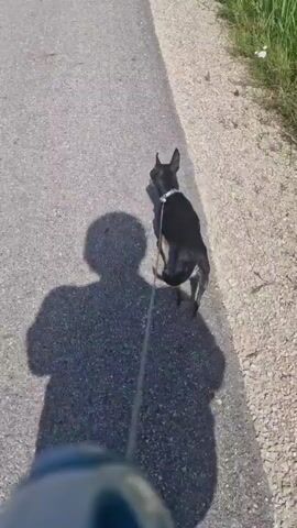 A first-person perspective video shows a black dog on a leash walking on a paved path next to a grassy area. The dog is facing away from the camera, and the leash is held by an unseen person. The shadow of the person holding the leash is visible on the path. The sun is shining, casting long shadows. The video appears to be taken during daytime.