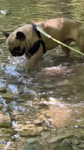 A fawn-colored French bulldog wearing a black harness and a light-colored leash walks through shallow, clear water in a rocky stream bed. The dog is facing left and lowering its head to drink from the water. The water is rippling and reflecting sunlight. The stream bed is composed of various sizes of grey and brown rocks. The background is blurred and appears to be foliage.