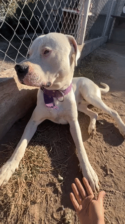 Woman documents casual moments with dogs in rural Argentina