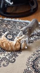 Two cats play on rug in Novxanı, Azerbaijan