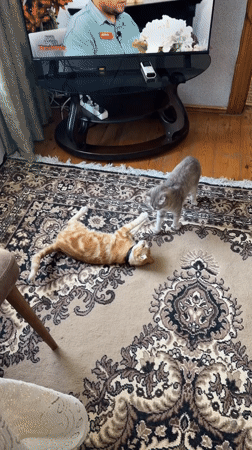 Two cats play on rug in Novxanı, Azerbaijan