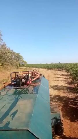 From the back of a vehicle, the camera records the view of a field of rows of green leafy shrubs on a sunny day with a bright blue sky. The vehicle appears to be a sprayer or water tank, and it is moving between the rows of plants on a dirt track. The plants cover a large area. A line of trees and shrubs is visible on the left side of the field. The ground between the rows of plants is reddish-brown soil, covered with scattered vegetation.