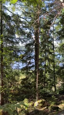 The video shows a body of water, likely a lake, viewed through a dense forest of pine trees. Sunlight filters through the branches, creating a dappled effect. In the distance, a white boat with a blue stripe is visible on the water, moving slowly. The boat has some text on its side, but it is too blurry to read. The overall scene is serene and natural.