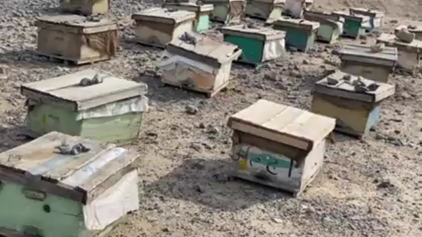 The video shows a collection of beekeeping hives scattered across a dry, rocky ground. The hives are rectangular, mostly constructed from wood, and painted in various colors, including green, blue, and tan. Many of the hives show signs of wear and tear. Each hive is topped with a flat lid, most of which are weighted down with small stones. The ground is sparsely covered with small stones and appears dry and dusty. There are no people visible in the video. The environment seems arid and remote.