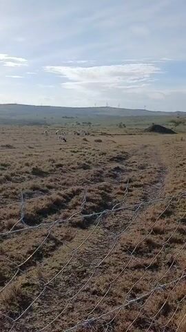 The video shows a field with sparse vegetation, seen through a wire fence. In the distance, a flock of sheep is grazing. On the horizon, there are rolling hills and wind turbines are visible against a cloudy sky. The general atmosphere suggests a rural or agricultural setting.