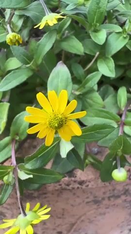 The video shows a close-up of a large, weathered terracotta pot filled with vibrant green foliage and small yellow flowers. The pot itself is textured with age and covered in patches of white lichen, giving it a rustic and antique appearance. The flowers are delicate, with bright yellow petals radiating from a darker center. Some buds are also visible, promising more blooms. The camera slowly pans out, revealing the pot situated outdoors. The surrounding environment suggests a garden setting, with lush greenery, other potted plants, and a gravel pathway visible. A palm tree trunk is partially seen on the left side of the frame. The overall impression is one of a tranquil, well-established garden, likely in the daytime given the bright lighting. There is no visible text.