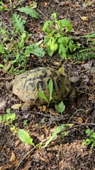 Turtle observed motionless in natural habitat near Archar, Bulgaria