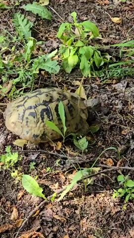 A stationary turtle is filmed from above. The turtle's shell is brown and black. The turtle is surrounded by dirt, fallen leaves, and small green plants. The turtle is not moving.