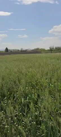 The video shows a wide, flat field of green grain under a blue sky dotted with white clouds. A low, tan-colored structure runs along the horizon in the background, with a few trees scattered nearby. The camera is stationary, offering a clear, static view of the field and the surrounding landscape on a bright, sunny day.