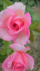 Pink roses and cloudy skies in Chișinău
