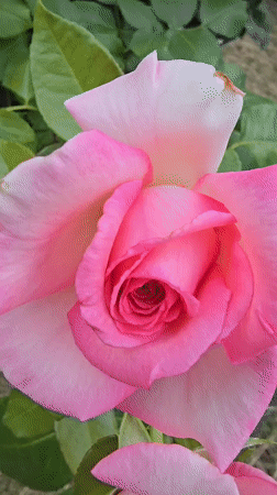 Pink roses and cloudy skies in Chișinău