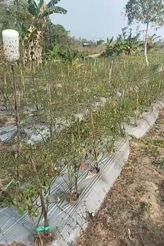 A panoramic view of a chili pepper farm. The plants are young and supported by wooden stakes. The rows are covered with white plastic sheeting. The ground is dry and dusty. In the background, there are trees and a clear sky. The scene is serene and peaceful, suggesting a rural setting.