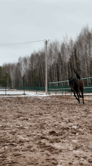 Horses observed in muddy paddock in rural Russia