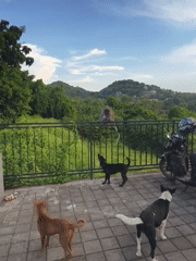 Animals observed across Pecatu: dogs, monkey, cattle herd