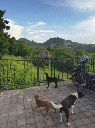 Animals observed across Pecatu: dogs, monkey, cattle herd