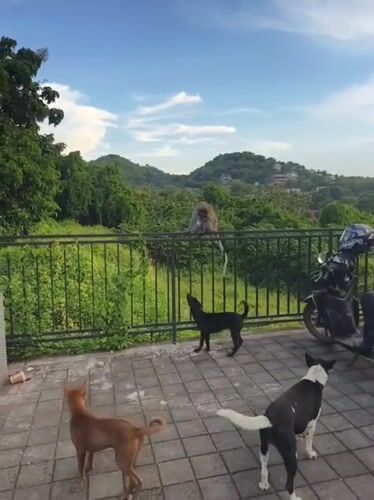 Animals observed across Pecatu: dogs, monkey, cattle herd