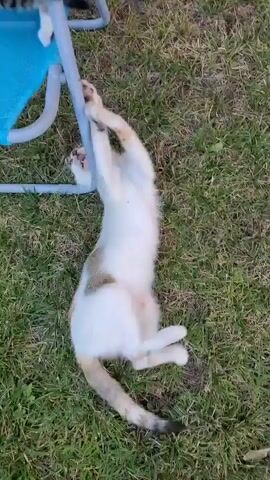 A calico cat with white, tan, and brown markings is seen playing in a grassy yard next to a blue folding chair. The cat is initially lying on its back near the chair, then gets up and jumps onto the seat of the chair. It then moves around on the chair, batting at something unseen. The scene appears to be outdoors during daylight.