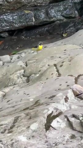 A small, yellow and gray bird is perched on a large, wet rock formation, likely near a body of water given the glistening rocks and the presence of what appears to be a small stream or waterfall in the background. The bird has a prominent yellow breast and belly, a gray back and head, and a white underside to its tail feathers, which it is fanned out slightly. Its beak is dark and pointed, suggesting it might be an insectivore.

The surrounding environment consists of layered, dark gray rocks that are wet and appear to have moss or algae growing on them. The ground in the background is dark and damp, with some fallen leaves visible. The rocks in the foreground are lighter gray and have a rough, textured surface, with some areas appearing to be submerged in water, as evidenced by reflections. There is another bird, also small and yellowish, in the background, slightly further up the rock face.

The lighting suggests it is daytime, but the overcast conditions or the shade from the rock overhang might be creating a somewhat muted light. The overall mood is natural and serene, focusing on the wildlife within its habitat. The scene is likely a natural outdoor setting, such as a riverbed or a rocky stream bank. There is no visible text in the media.