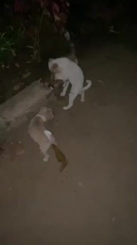 This video captures a group of puppies playing outdoors at dusk. Three light-colored puppies, two predominantly white with brown markings and one tan with white markings, are the main subjects. They are interacting with each other on a dirt or sandy ground, surrounded by some foliage and a fallen log. One puppy appears to be gnawing on a small yellow object, possibly a toy. The lighting suggests it is evening or nighttime, with shadows and a limited light source. The scene is set in an outdoor, possibly rural or natural environment, as indicated by the presence of plants, dirt, and a log, consistent with a location like Arugam Bay, Sri Lanka. The overall mood is playful and energetic, as the puppies engage in typical puppy behavior of exploration and interaction. There is no visible text in the video.