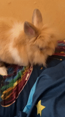 Person and rabbit share quiet moment in Sofia
