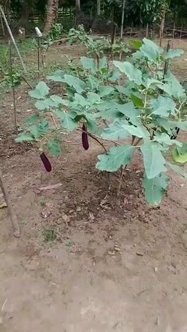 A video shows an eggplant plant growing in the ground with at least two eggplants on the plant. The video zooms in and out on the plant, showing different parts of the plant and the eggplants. The background of the video is a garden with trees and other plants. The video is taken during the day.