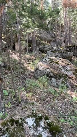The video shows a slow pan of a forested area. The ground is covered in pine needles, moss, and small plants. Large boulders are scattered throughout the scene, some covered in moss. Tall pine trees with thick trunks are visible, as well as smaller deciduous trees. The lighting suggests it is daytime, with sunlight filtering through the trees. The overall impression is a natural, rugged outdoor environment.