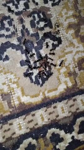 A group of black ants are gathered around a small, dead insect on a patterned carpet. The ants are actively moving and appear to be feeding on the insect. The carpet has a cream, black, and brown pattern. The lighting is dim.
