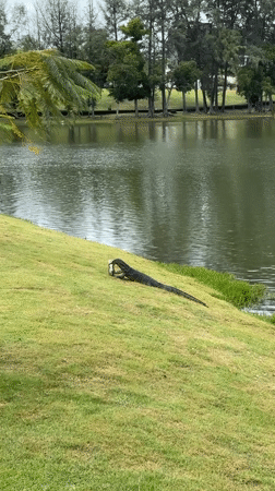 Monitor lizards feed along Thailand pond banks during morning hours