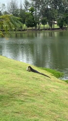 Monitor lizards feed along Thailand pond banks during morning hours