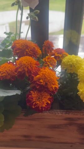 The camera slowly zooms out from a close-up view of a wooden window box filled with colorful flowers to a wider shot of the entire box and the scene outside the window. The window box contains a variety of flowers: white geraniums, orange and red marigolds, and yellow marigolds. The wooden box appears to be slightly weathered, with visible wood grain. The window itself is dark-framed and gridded. Outside the window, there is a grassy lawn, a paved area, and trees visible in the distance, suggesting a garden or park setting. The lighting appears soft, possibly indicating an overcast or partly cloudy day.