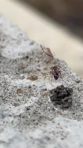 A close-up shot shows a small, reddish-brown ant on a rough, light-colored concrete surface. The ant is facing the camera, with its head and thorax visible. A small, dark, clustered mass is near the ant's legs. A small piece of debris lies on the concrete surface behind the ant. The background is blurred, suggesting a shallow depth of field.