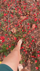 Quiet morning documented in Thai village through nature observations