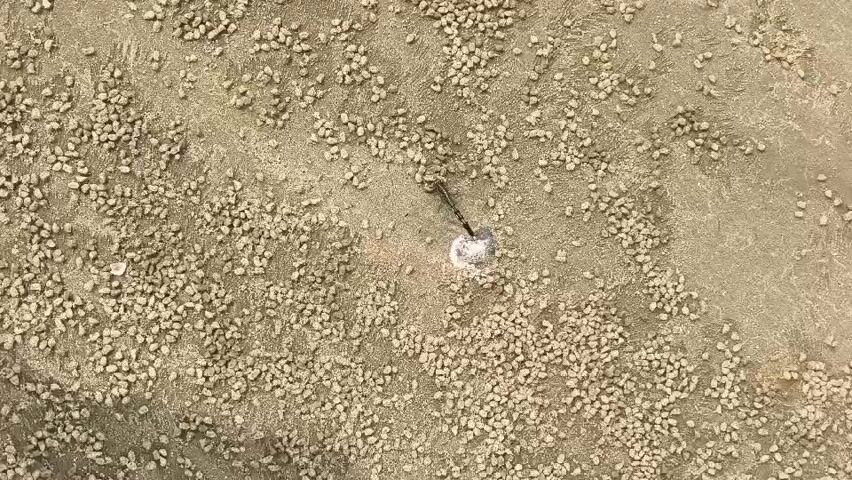 An overhead shot shows a small, dark, segmented insect with a long, pointed tail standing on a sandy surface dotted with small, light-colored pebbles. The insect is positioned near a small, circular wet patch with white granular material. The insect appears to be probing the white material with its tail. The background is entirely composed of sand and pebbles.