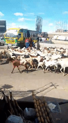 Livestock herd crosses urban road in Nairobi