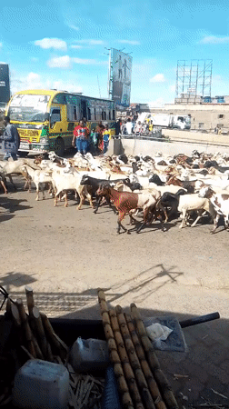 Livestock herd crosses urban road in Nairobi