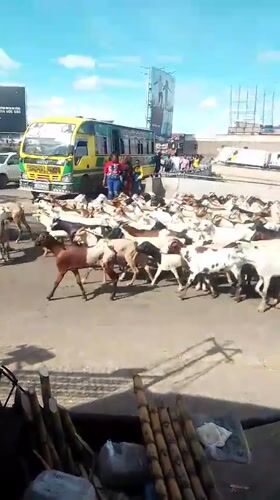 Livestock herd crosses urban road in Nairobi