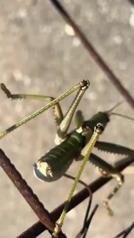 A close-up, vertical shot shows a green grasshopper clinging to rusted metal bars. The grasshopper is oriented vertically, with its head pointing upwards and its hind legs extended downwards. Its long, spiky legs are gripping the metal bars. The grasshopper's body is segmented and appears to be a vibrant green. The background is blurred, suggesting a shallow depth of field, but it appears to be a concrete surface with some debris. The lighting is bright, indicating it's daytime. The video is a continuous shot of the grasshopper in this position.