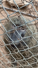 Afternoon visit to Jos Wildlife Park captures diverse animals