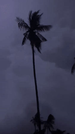 Palm tree silhouette against a stormy sky in Koh Samui