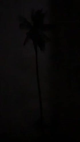 Palm tree silhouette against a stormy sky in Koh Samui