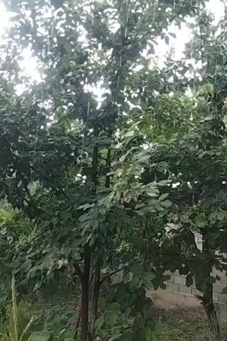The video shows a close-up shot of trees and foliage. Raindrops are visible falling through the leaves, indicating it is raining. The background is blurred, but hints of a brick wall and some vegetation are discernible. The overall scene is natural and depicts a rainy day outdoors.