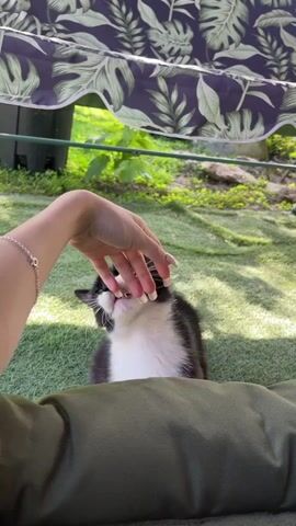A black and white cat is being petted on a grassy area. The cat is sitting on its hind legs and its paws are on a person's hand. The cat is looking at the person's hand and its mouth is open. The person's hand is wearing a bracelet. In the background, there is a patterned awning.