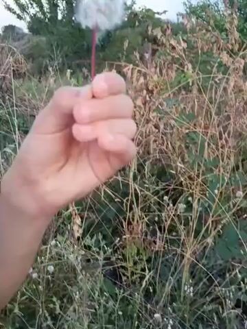 The video shows a close-up of a person's hand holding a dandelion stem with a seed head. The background is a field of dry grass and green bushes under a pale sky. The hand is partially clenched, and the dandelion stem is red. The seed head is fluffy and white, with some seeds appearing to have dispersed. The camera is positioned to focus on the hand and dandelion, with the background blurred. The action appears to be the gentle manipulation or shaking of the dandelion, possibly to release the seeds.