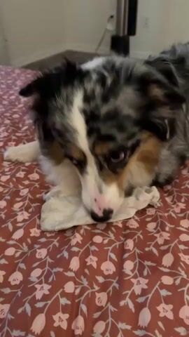 A dog is lying on a bed with a floral patterned comforter. The dog has a blue merle and white coat with tan markings on its face. A person's hand is interacting with the dog, holding onto a piece of fabric that the dog is also holding in its mouth. The dog appears to be playing tug-of-war with the fabric. The dog's eyes are wide, and its mouth is open. The background shows a wall and a piece of furniture, possibly a dresser or a shelf. The lighting suggests an indoor environment. The timestamp indicates the video is approximately 4 seconds long.