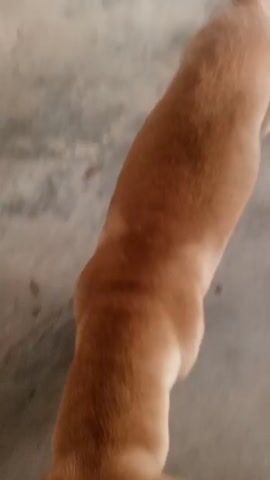 The video shows a brown dog on a concrete floor. The dog is lying down on its side, with its legs extended. The dog's fur is short and appears to be a light brown color. The floor is a light gray color and appears to be dusty. The lighting in the video is dim, and the focus is not sharp. The dog is the only subject in the video.